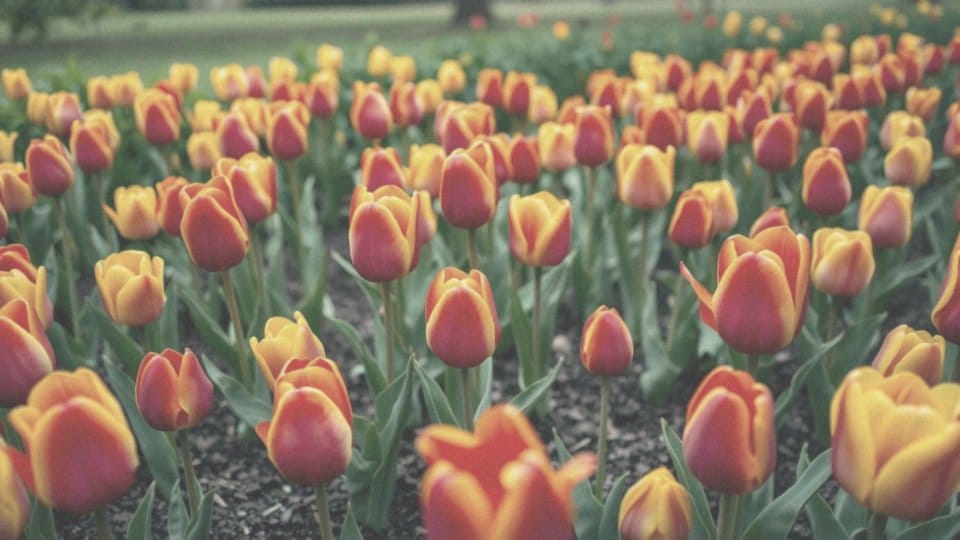 Jakie odmiany tulipanów można uzyskać z cebulek przybyszowych?
