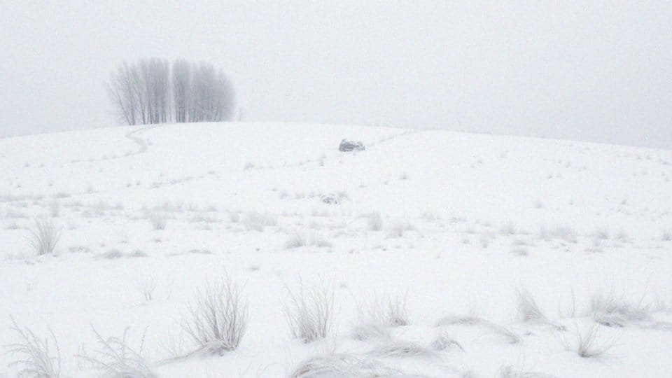 Jakie są cechy charakterystyczne dla lisów polarnych?