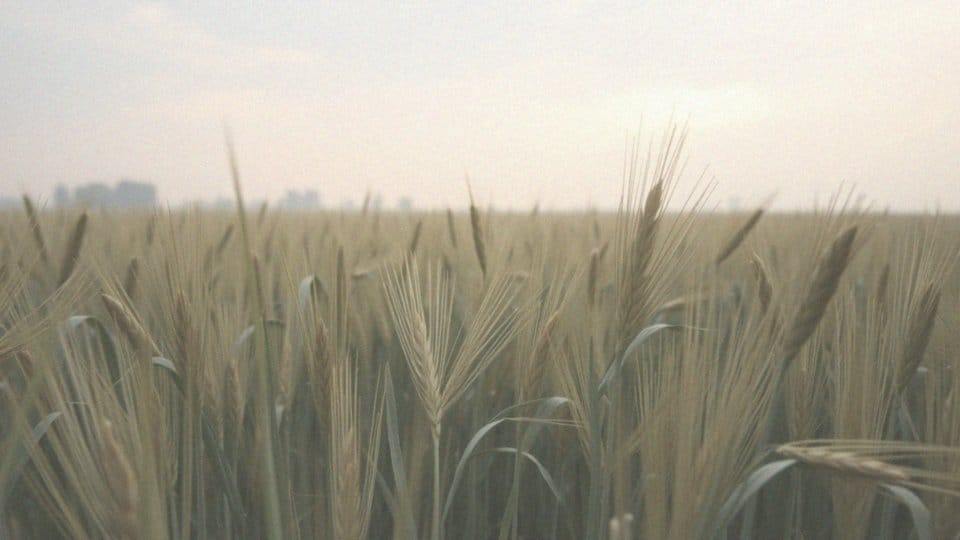 Jak podwyższone stężenie ozonu wpływa na roślinność?