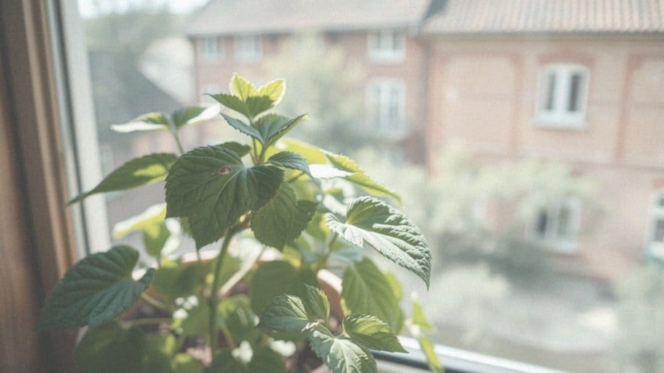 Jakie szkodniki mogą zagrażać maciejce w doniczce?